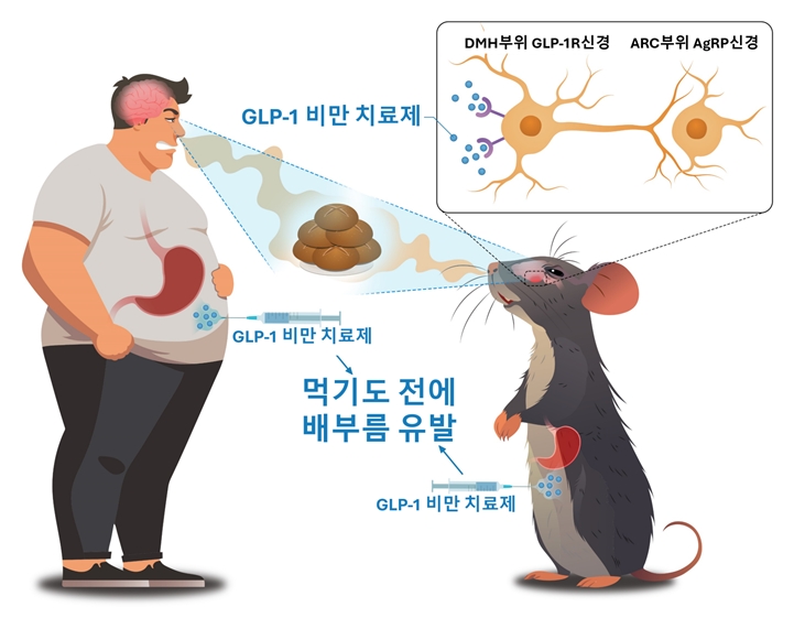 GLP-1RA (GLP-1 비만 치료제)는 쥐와 사람 모두에서 음식을 먹기도 전에 인지하는 것만으로 배부름을 느끼도록 하는 현상을 유발한다. 이 인지적 배부름 현상을 뇌 시상하부의 DMH GLP-1R 신경회로가 담당한다는 사실을 규명했다. 사진=서울대